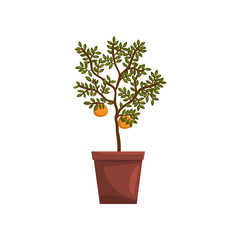 Kumquat indoor house plant in brown pot, element for decoration home interior vector Illustration on a white background