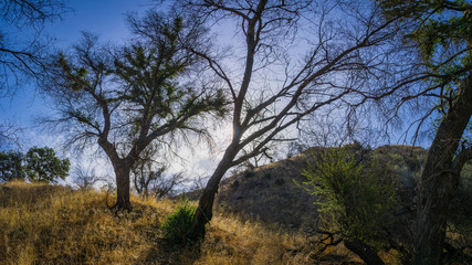 Trees and brush grow in the woods of southern California near Los Angeles.