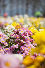 beautiful chrysanthemum flower blooming in garden