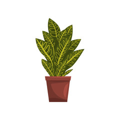 Fototapeta premium Codicium indoor house plant in brown pot, element for decoration home interior vector Illustration on a white background