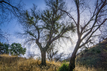 Fototapeta na wymiar Trees grow in the canyons of Los Angeles county's nature areas.