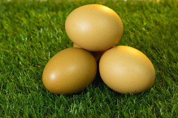 Eggs are placed on artificial grass.