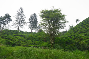 Green tree at Puncak with bright sky