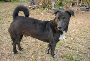 Thai Black Dog