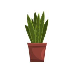 Obraz premium Snake indoor house plant in brown pot, element for decoration home interior vector Illustration on a white background