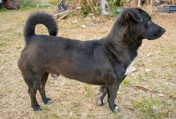 Thai Black Dog