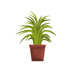 Green decorative deciduous indoor house plant in brown pot, element for decoration home interior vector Illustration on a white background