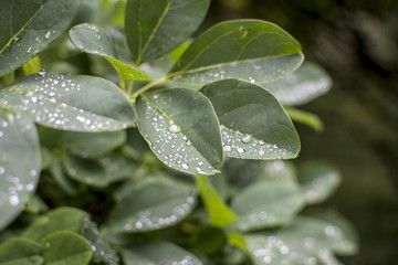 rain drops on the leaves of a plant in a botanical garden.