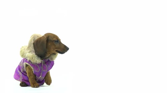 Dachshund in jacket is barking in front of white background, slow motion