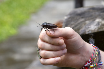 Female hand holds a beetle in the garden on the island of Bali, Indonesia