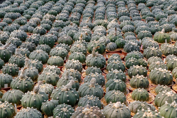 Astrophytum myriostigma. A hobby plants,Astrophytum is one of the largest in the cactus family...