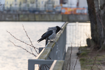 Nebelkrähe auf einem Uferzaun, Krähe am Spreeufer, Krähenvögel