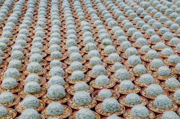 Mammillaria plumosa  is one of the largest in the cactus family (Cactaceae)
