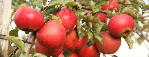 Apfelbaum Panorama