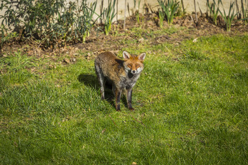 Fox taking sunbath in garden
