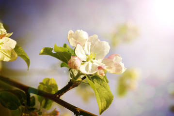 Spring apple blossoms