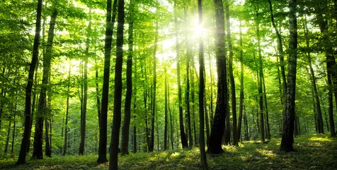Foto auf Acrylglas Wälder Wald