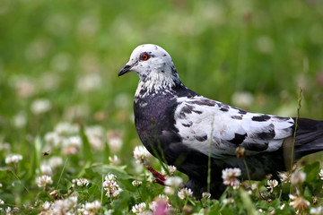 White grey spotted pigeon (Columba) walking in clover field with green grass