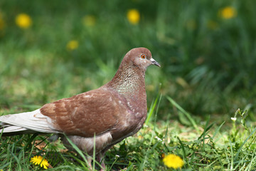 Brown rock pigeon walking in spring nature field 