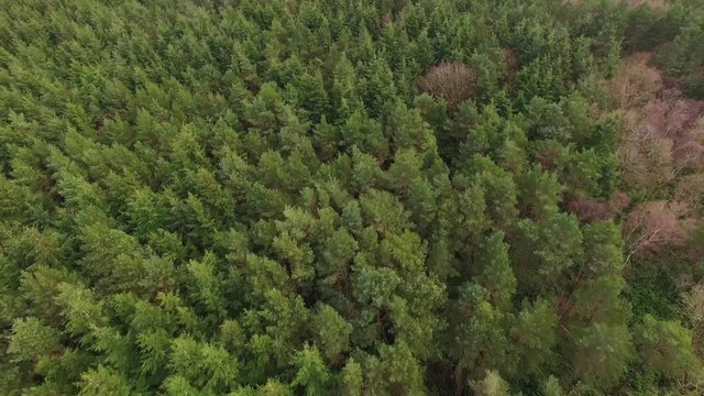 Green Forest Flyover Drone Footage of Trees & Countryside