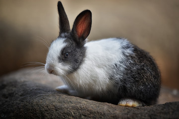 Little rabbit with white and gray hairs