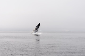 Fototapeta premium Humpback Whale Breaching in Antarctic sea