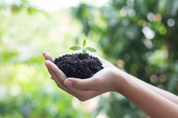 girl hand holding young tree for prepare plant on ground, save world concept.