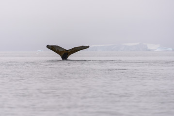 Humpback whale fluke in Antarctic sea