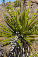 Close up of Yucca plant in Joshua Tree National Park in California's Mohave Desert