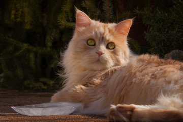 Maine Coon cat with a chunk of ice - obrazy, fototapety, plakaty