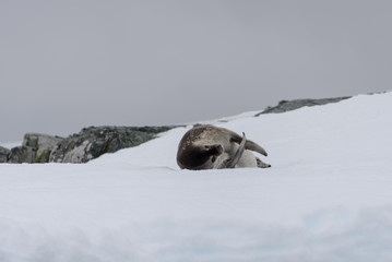Fur seal lying on ice