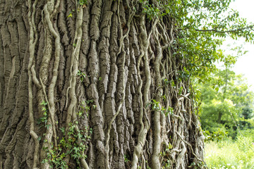 Fototapeta na wymiar The bark of a large poplar tree with ivy and other epiphytes.