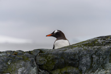 Gentoo penguin on rock