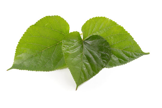 Mulberry leaves isolated on over white background