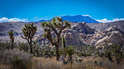 Landscape at Joshua Tree National Park in California's Mojave Desert