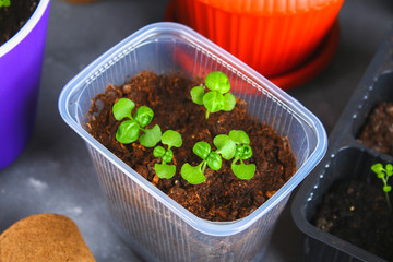 Young green sprouts of basil in the ground. Seedlings in the garden.