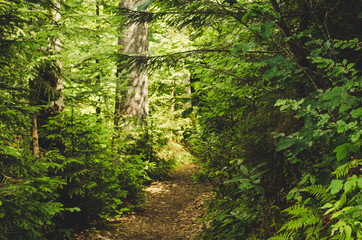 Summer green forest with path, natural outdoor seasonal background.