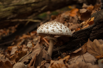 Mushroom