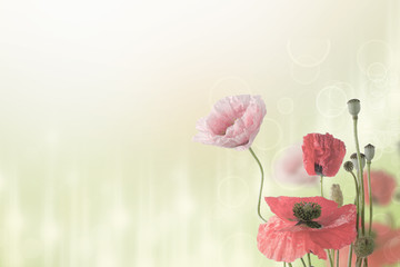 Abstract natural summer or spring floral background with bunch of red and pink poppy flowers with copy space