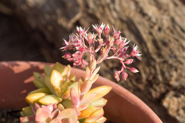 Succulent in Bloom