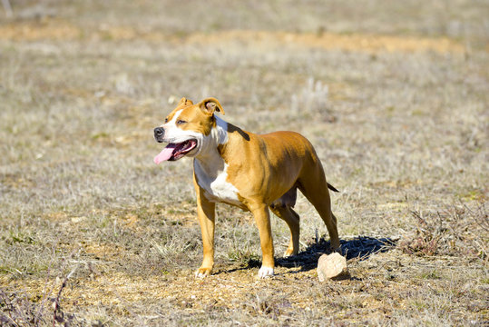 american staffordshire terrier