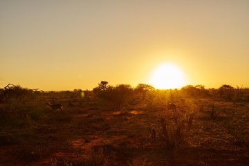 Obraz premium Sonnenaufgang im Tsavo Ost in Kenia