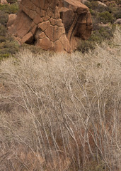 Winter bare cottonwood trees on a mountain slope below a large red sandstone boulder with lots of weathered texture