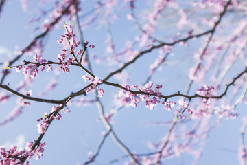 flower trees blooming in New York