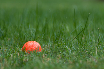 Orange golf ball on green grass