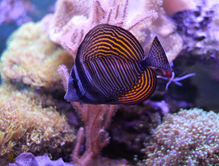 Reef tank, marine aquarium full of fishes and plants. Tank filled with water for keeping live underwater animals. Gorgonaria, Clavularia. Zoanthus. Zebrasoma. Percula. Oxycirrhites typus, Bleeker.