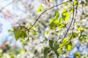 spring flower trees blooming in New York