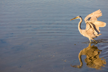 Grey heron hunting for fishes in a shallow pond. Ras Al Khor, Dubai, UAE.
