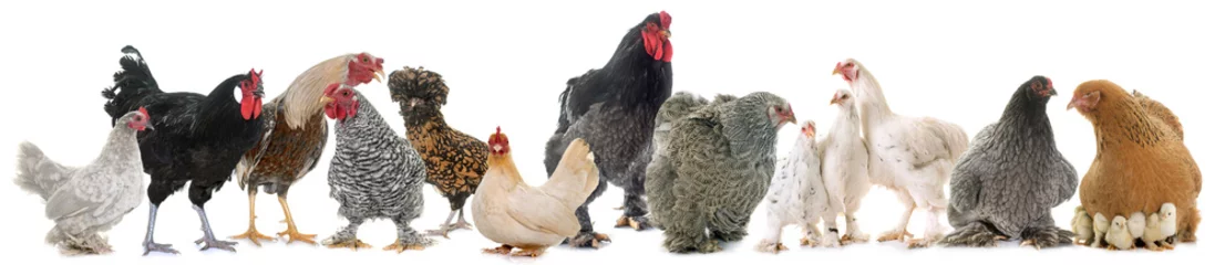 Foto auf Acrylglas Hähnchen Gruppe von Hühnern