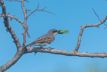 Grey Kingbird, bird eating a grasshopper on a branch, in Guadeloupe 
